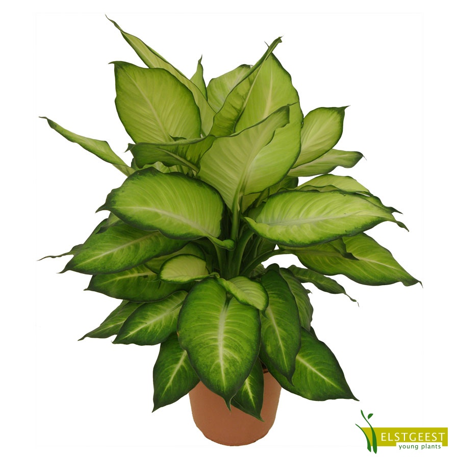 dieffenbachia-summer-style