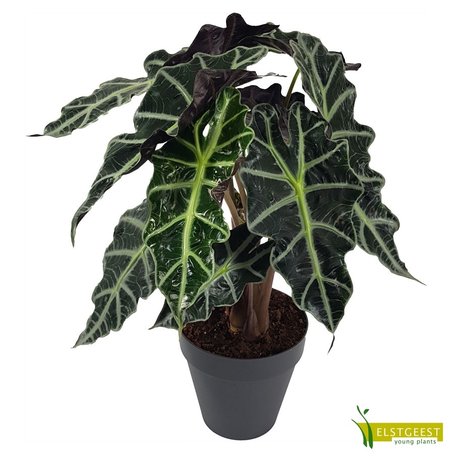 alocasia-dwarf-amazonica_1384527146