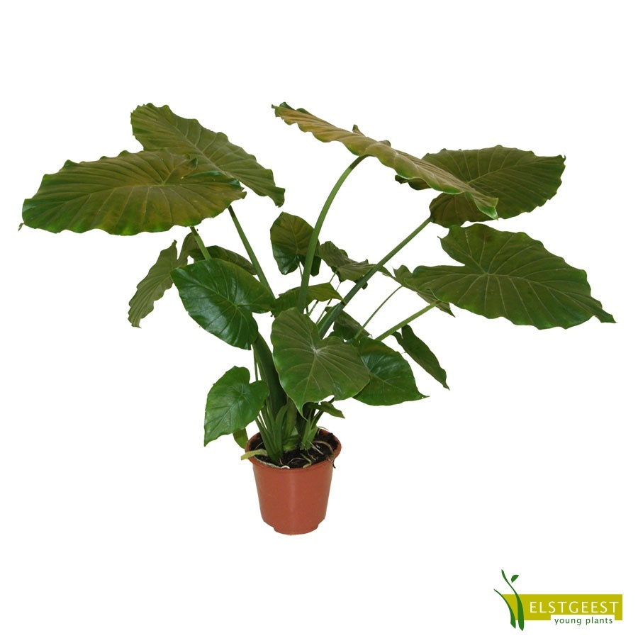 alocasia-gageana-california_660295601