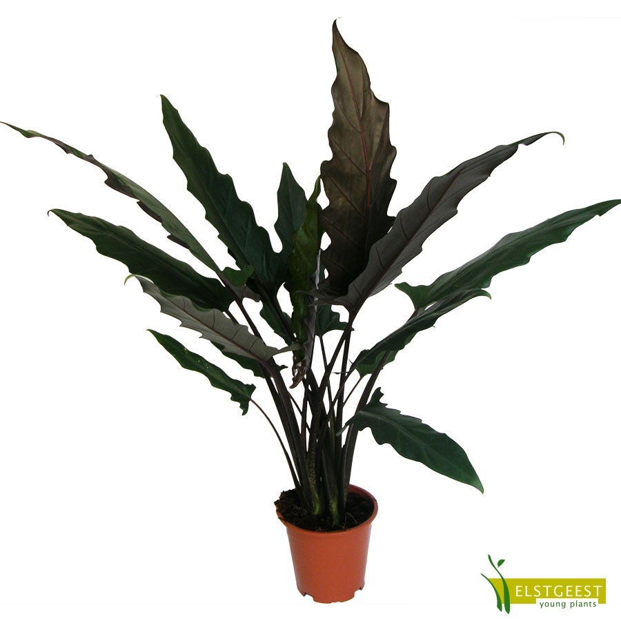alocasia-lauterbachiana_408339954