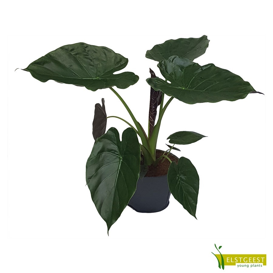 alocasia-wentii