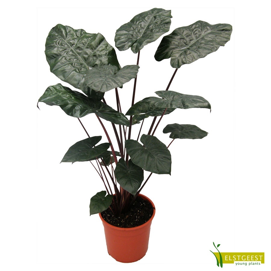 alocasia-yucatan-princess_2060702514