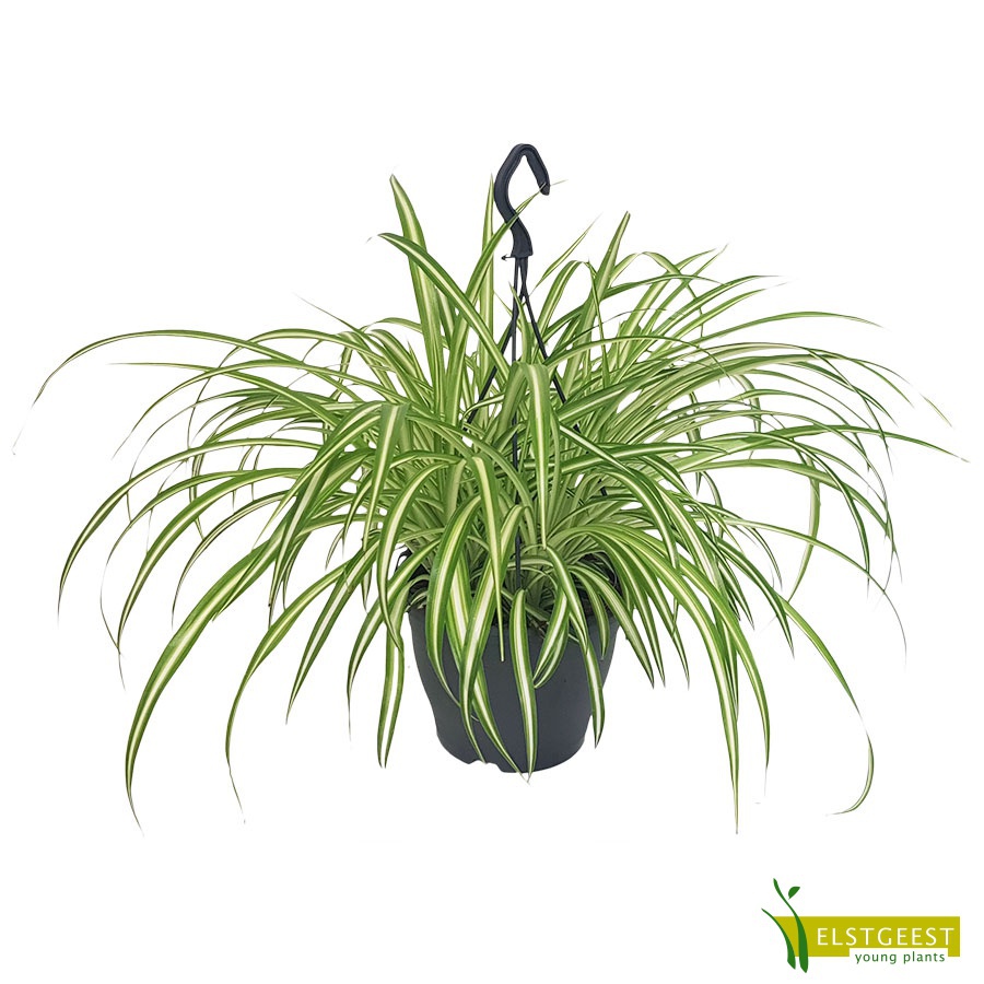 chlorophytum-comosum-variegated-3