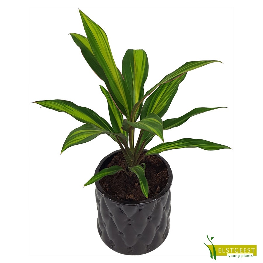 cordyline-kiwi