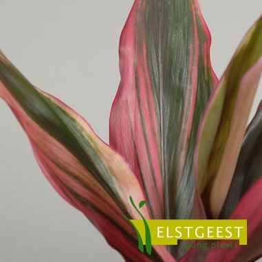 cordyline-salsa