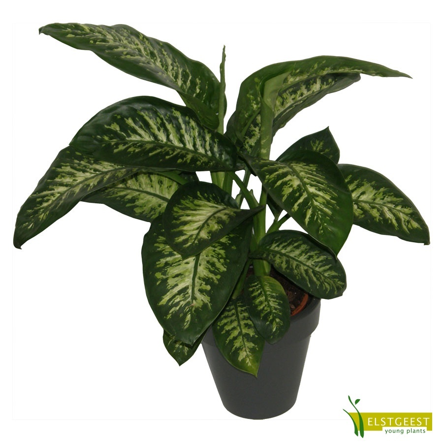 dieffenbachia-tropic-snow