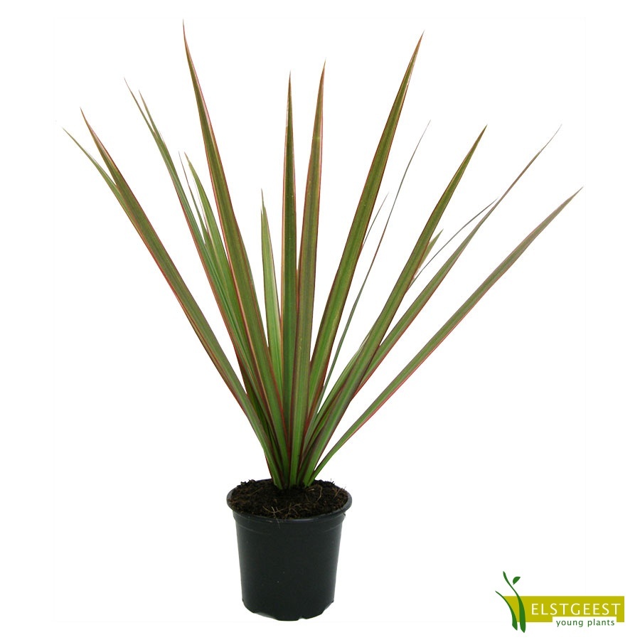 dracaena-bicolor