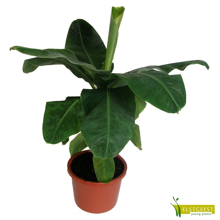 musa-dwarf-cavendish
