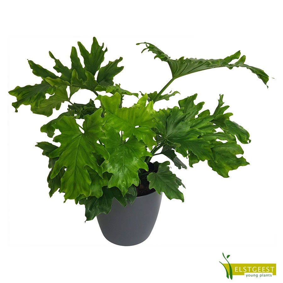 philodendron-selloum-hope_1925483101