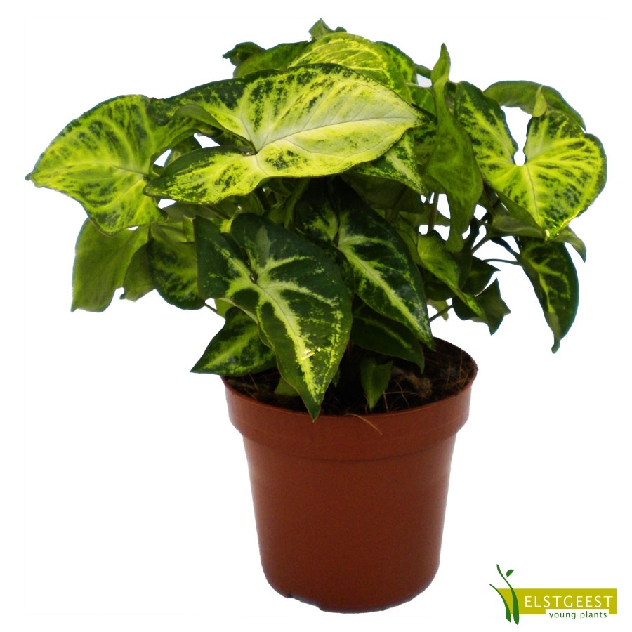 syngonium-robusta