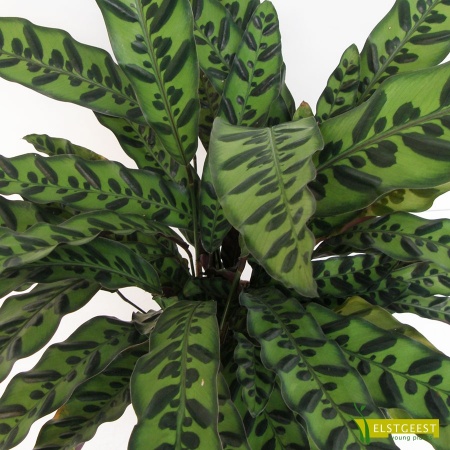 calathea-insignis-close-up