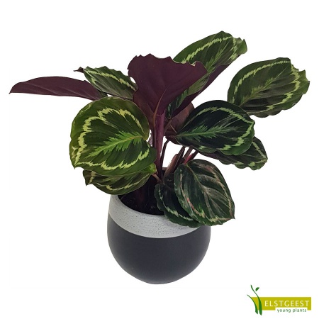 calathea-medaillon-1