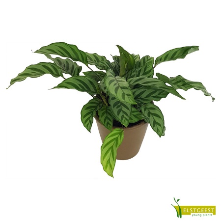 calathea-vittata-1