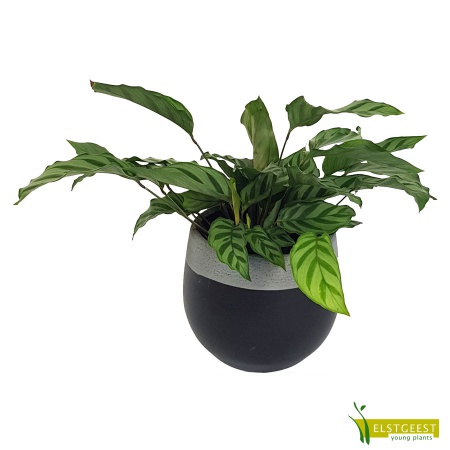 calathea-vittata-2