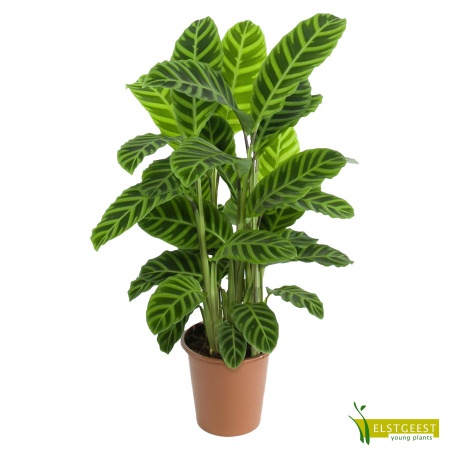 calathea-zebrina