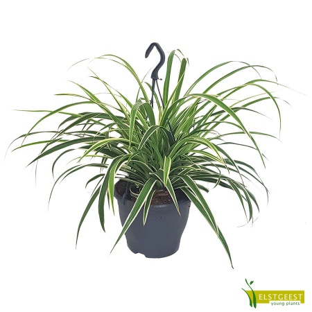 chlorophytum-comocsum-reverse-5