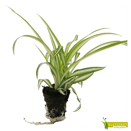 chlorophytum-comosum-variegated-plug