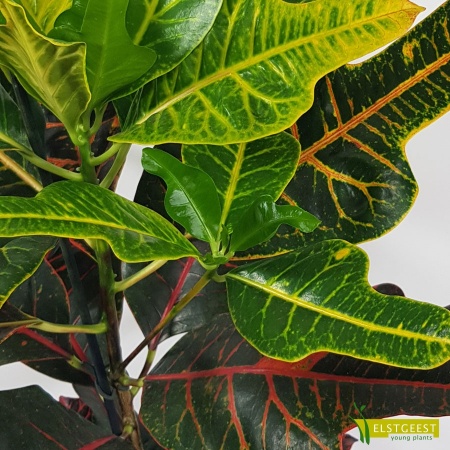 codiaeum-excellent-close-up