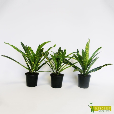 codiaeum-gold-star-2