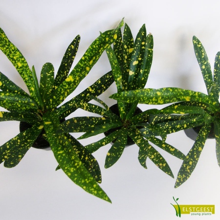 codiaeum-gold-star-3