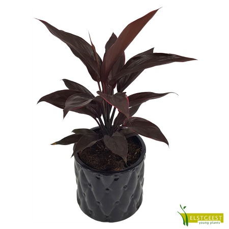 cordyline-mambo-4