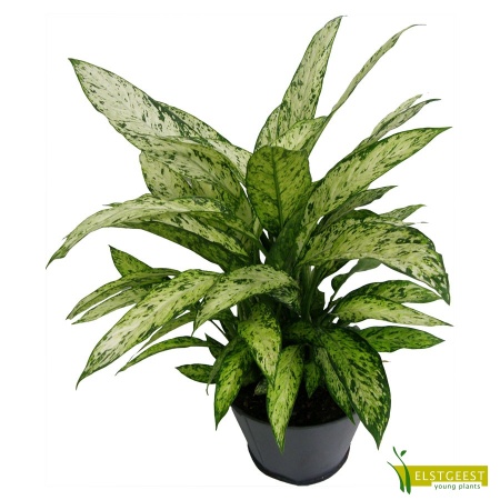 dieffenbachia-vesuvius