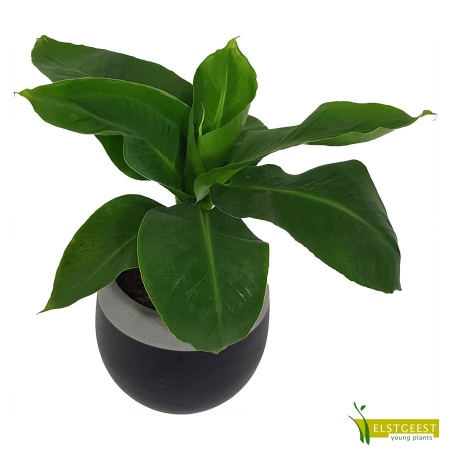 musa-oriental-dwarf