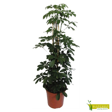 schefflera-compacta